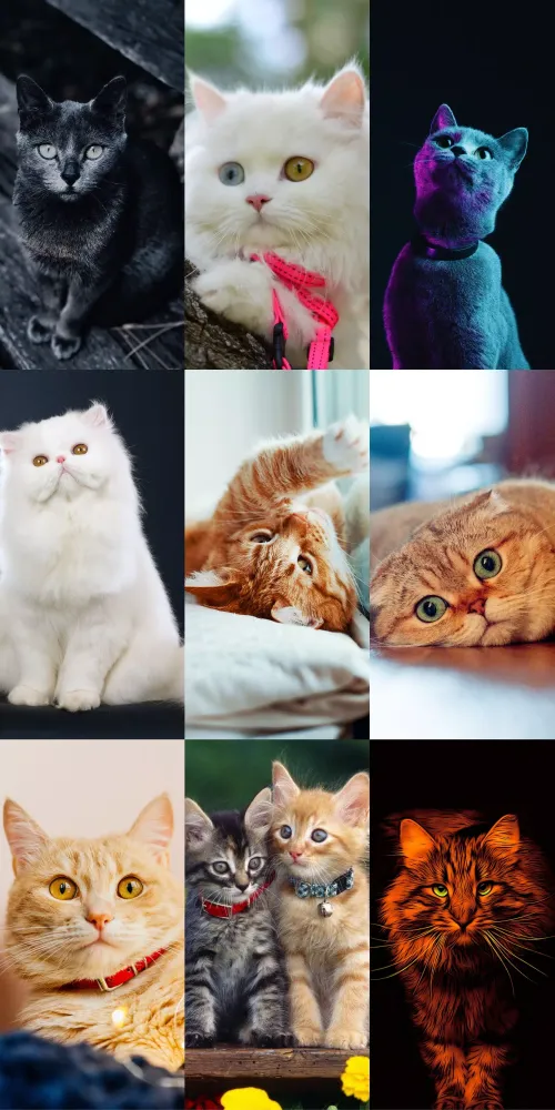 Screenshot di Cute Cat Wallpapers