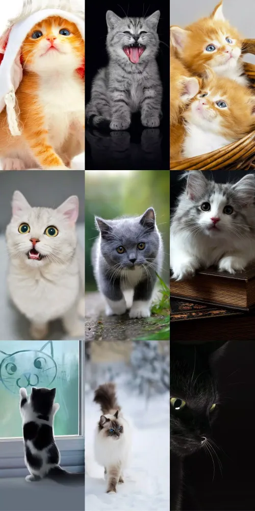Screenshot di Cute Cat Wallpapers