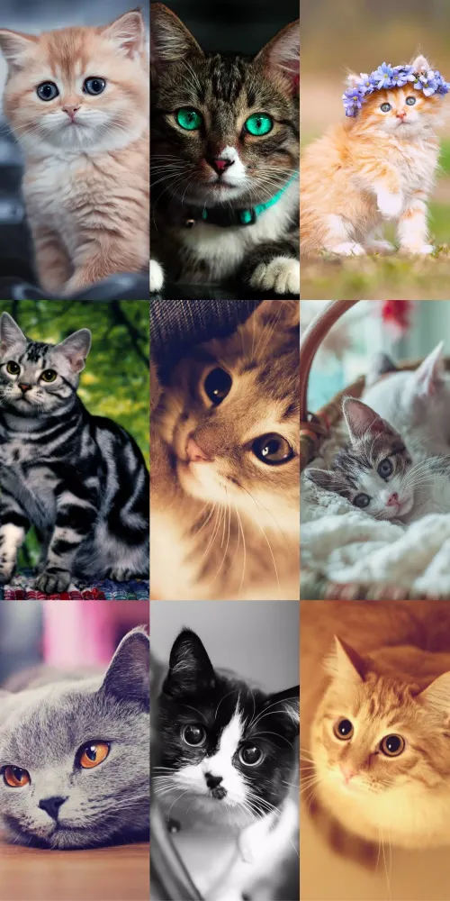 Screenshot di Cute Cat Wallpapers