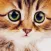Cute Kitten Cat Wallpapers & Backgrounds