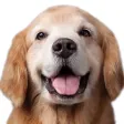 Stray Dog Alert