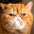 Cat Stamp! Cute Stickers of Cats