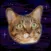 Cats In Space! Galactic Mice