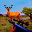 Animals Hunting