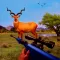 Animals Hunting