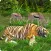 Wild Tiger Simulator