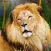 Animal Photo Jigsaw Puzzle Games HD
