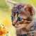 Cat Jigsaw Puzzles HD - Easy Jigsaw Puzzles Games for Kids Free