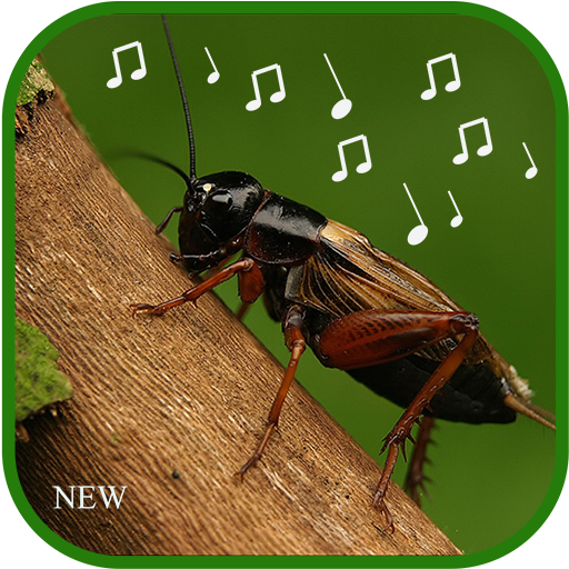 cricket sounds mp3