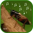 cricket sounds mp3
