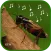 cricket sounds mp3
