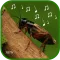 cricket sounds mp3