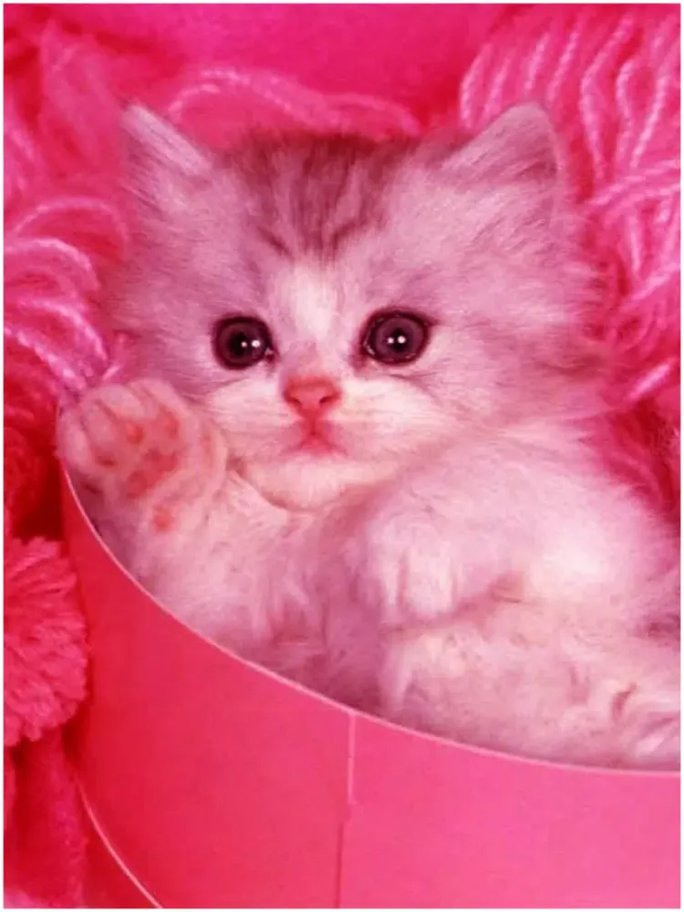 Cute Pink - Girly Chat backgrounds & Wallpapers ! iPad  Screenshots
