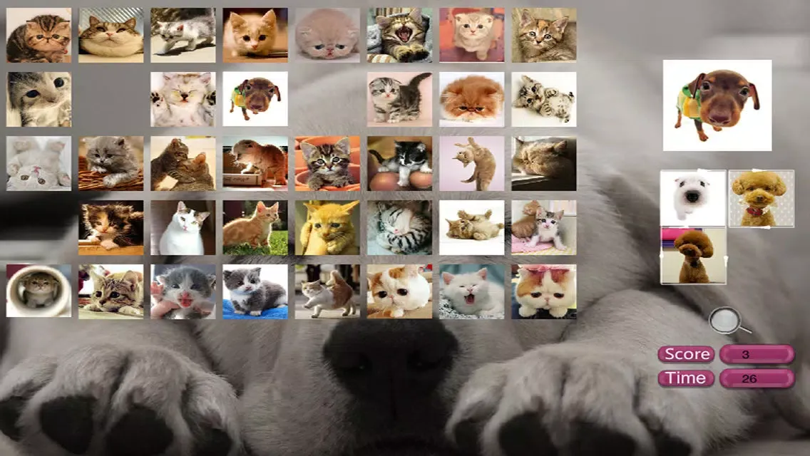 تصاویر Find pup