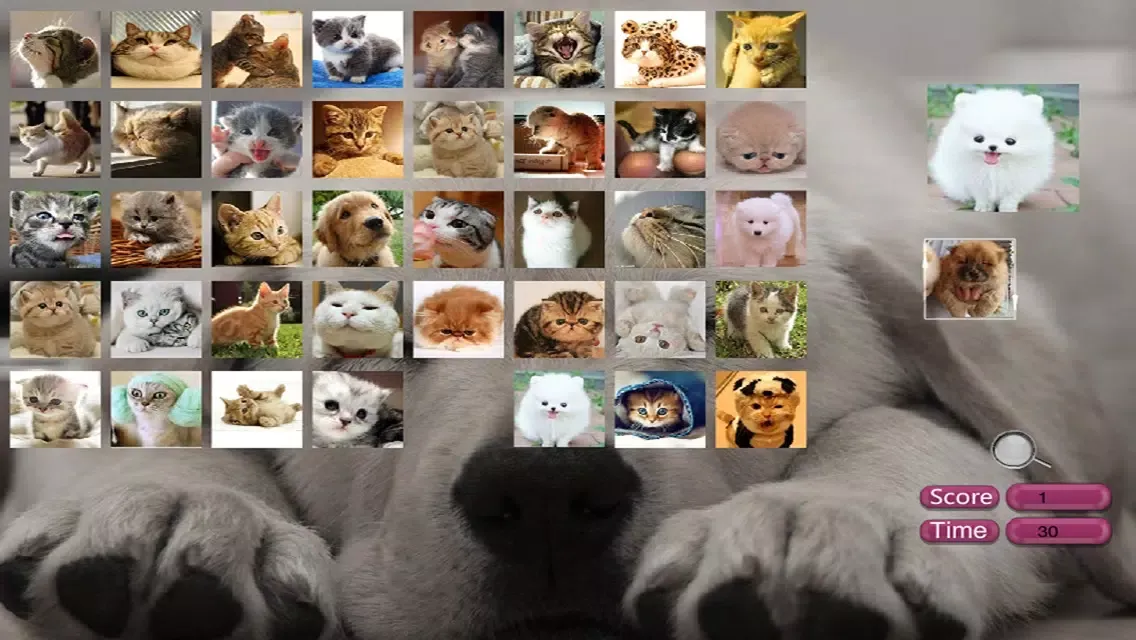 تصاویر Find pup