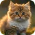 Cute Animal Wallpapers 4K