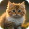 Cute Animal Wallpapers 4K
