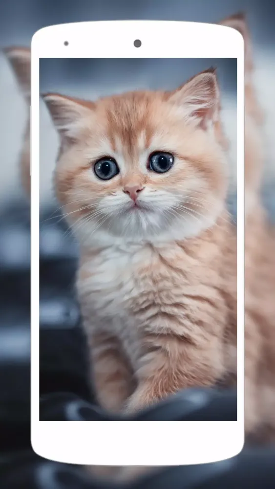 Cute Animal Wallpapers 4K Screenshots