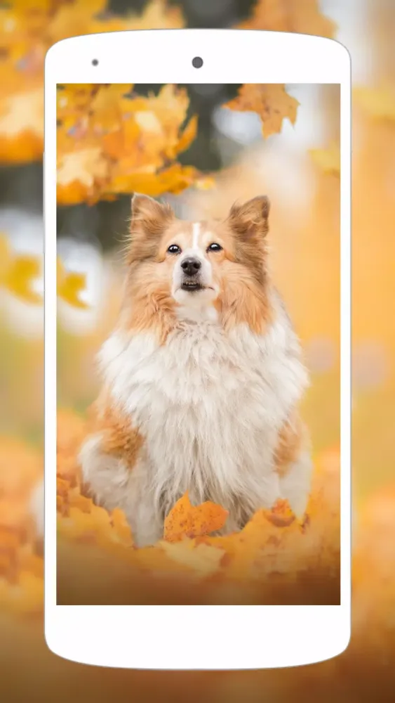 Cute Animal Wallpapers 4K Screenshots
