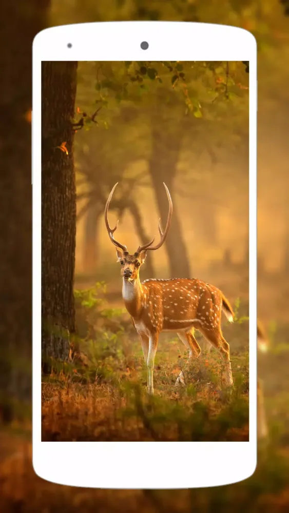 Cute Animal Wallpapers 4K Screenshots