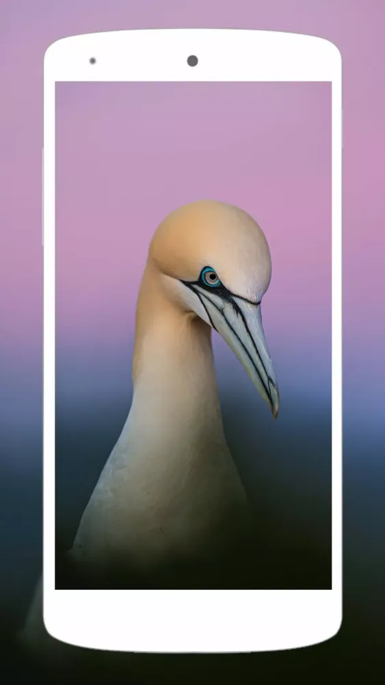 Cute Animal Wallpapers 4K Screenshots