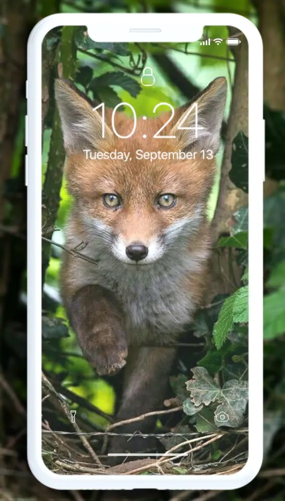 Fox Wallpaper Ekran Görüntüleri