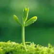 Hạt Giống Tâm Hồn Hạt Giống Tâm Hồn