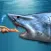 Whale Shark Attack Simulator Games