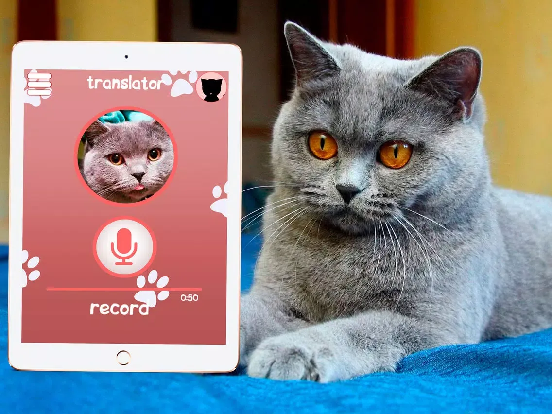 Cat Translator Simulator iPad  スクリーンショット