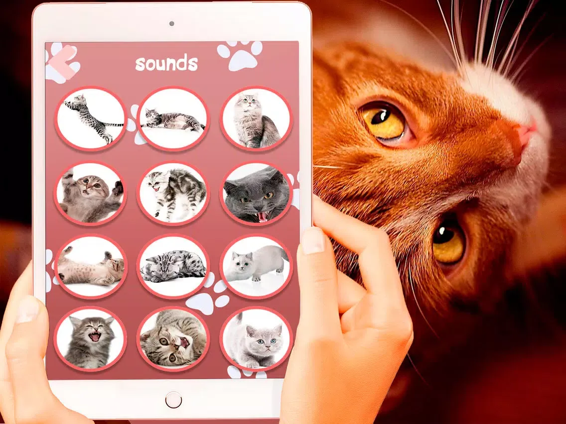 Cat Translator Simulator iPad  スクリーンショット