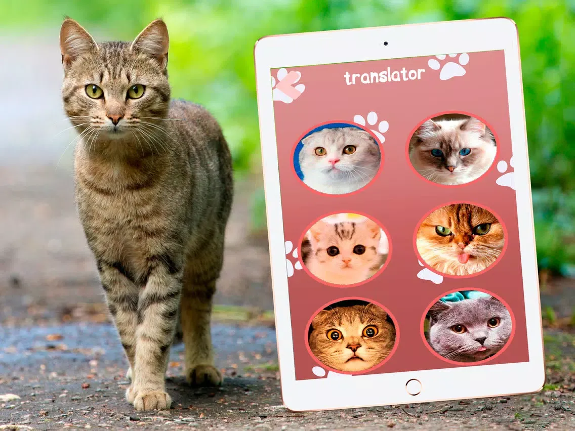 Cat Translator Simulator iPad  スクリーンショット