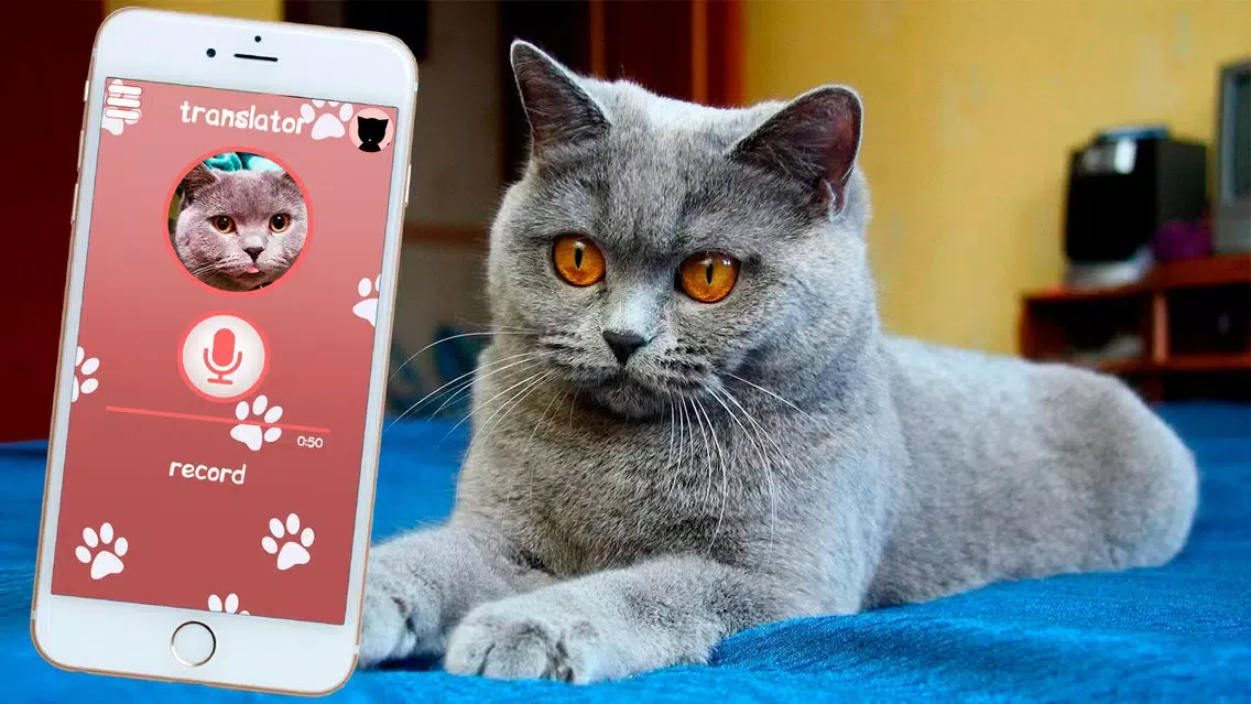 Cat Translator Simulator スクリーンショット