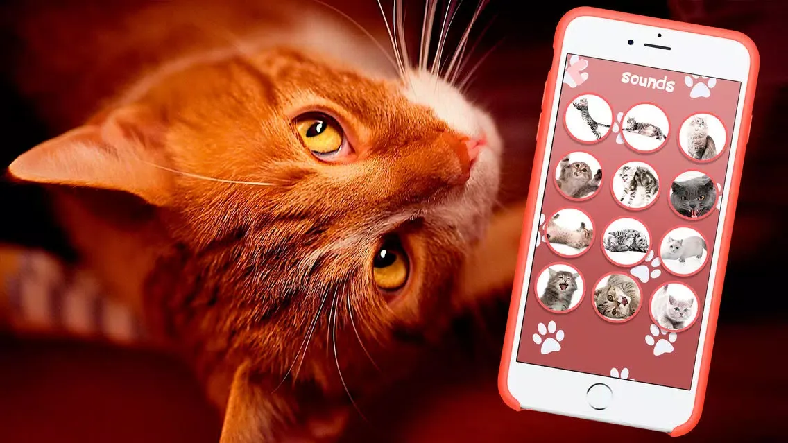 Cat Translator Simulator スクリーンショット