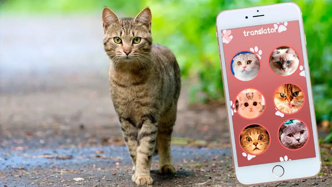 Cat Translator Simulator スクリーンショット