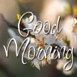 Good Morning Messages & Wishes