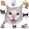 Cat Stickers For Chat