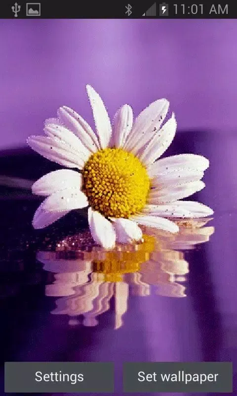 Capturas de tela do White Daisy Live Wallpaper