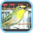 Masteran Kicau Pleci Mp3