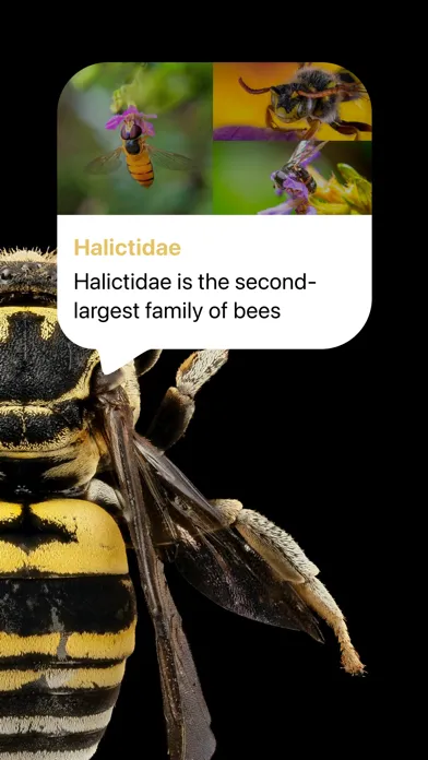 Bug identifier * Insect Finder Screenshots