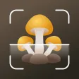 Mushroom identifier Picture ID Mushroom identifier Picture ID