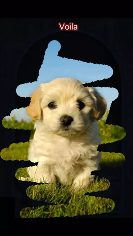 A Dog game to scratch Hidden Pics - Mini game for Kids - Playing cool breed games - animal best dogs pics Screenshots