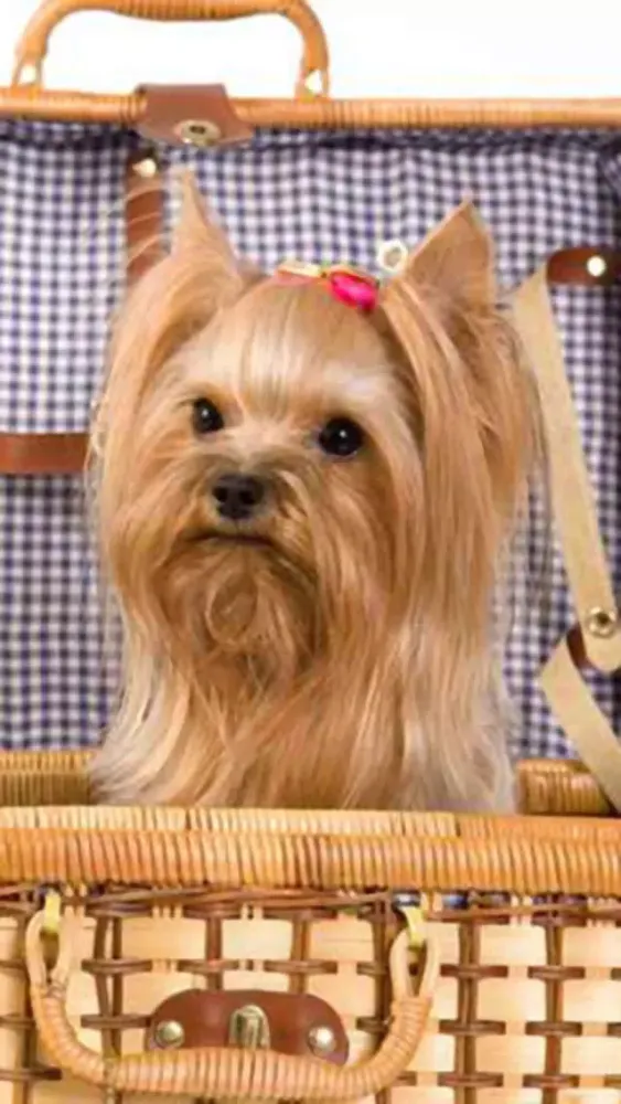 A Dog game to scratch Hidden Pics - Mini game for Kids - Playing cool breed games - animal best dogs pics Screenshots