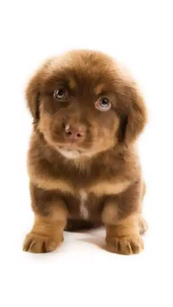 A Dog game to scratch Hidden Pics - Mini game for Kids - Playing cool breed games - animal best dogs pics Screenshots