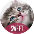 Cute animals Wallpapers