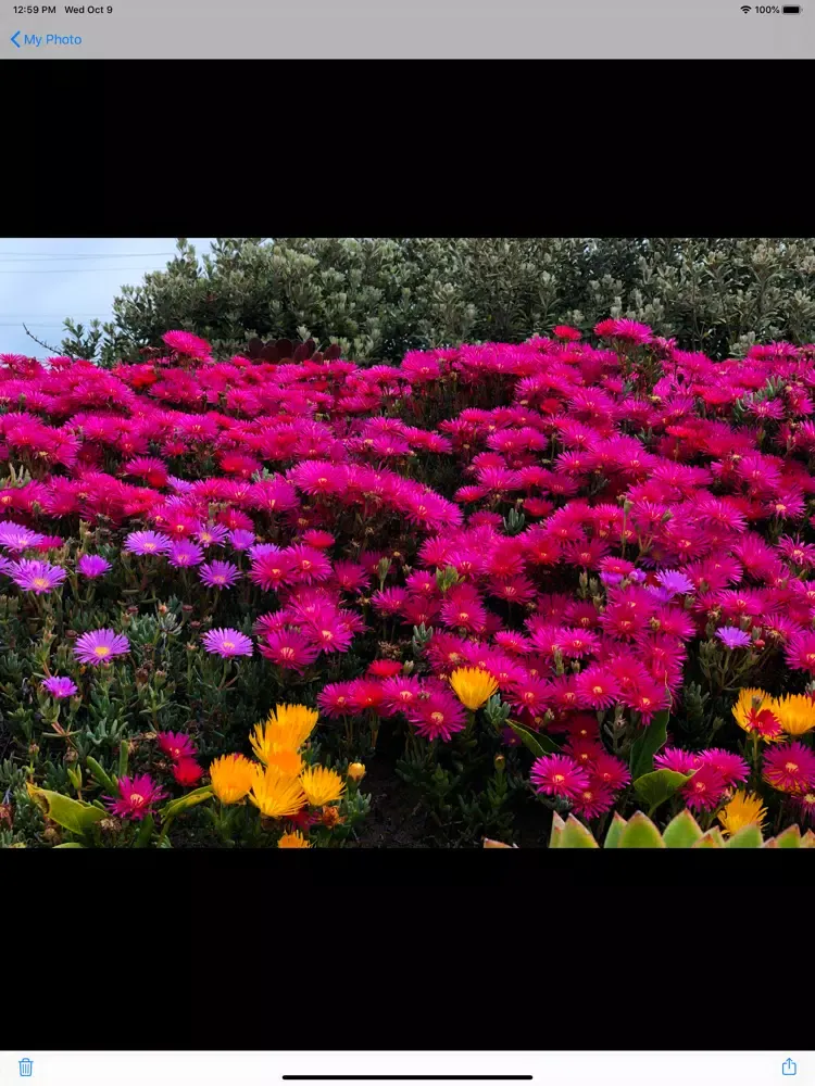 Password Album & Secret Album iPad Screenshots