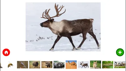 صور Animal Planet | Birds and Animals for Kids
