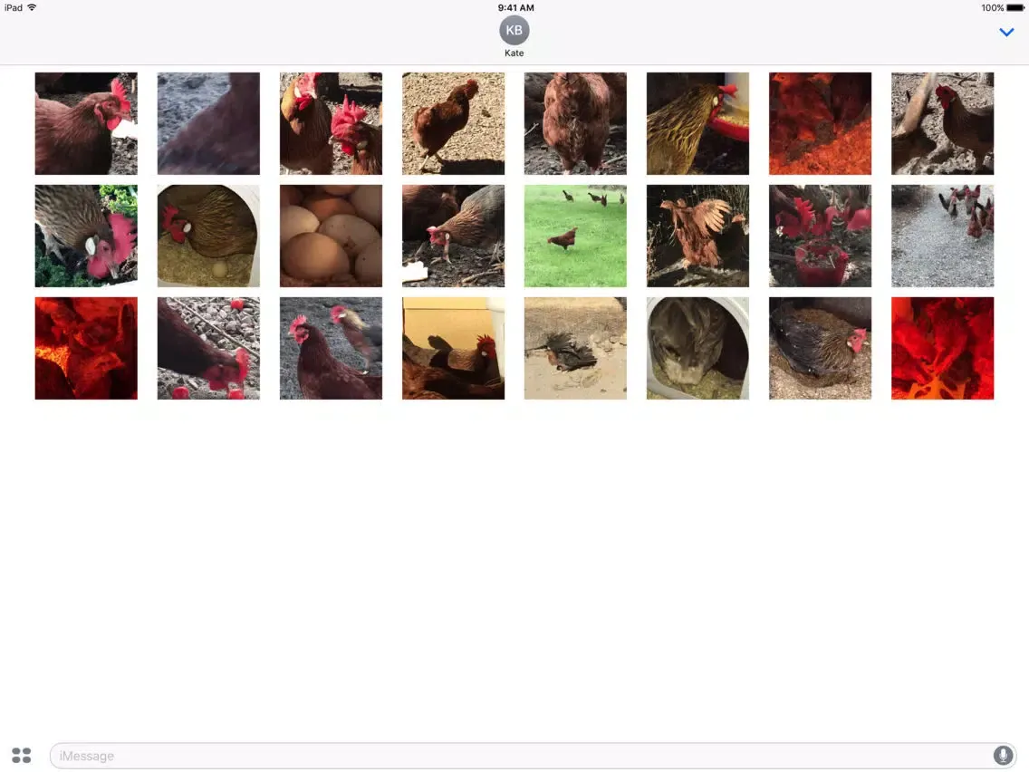 صور Chicken GIFs iPad 