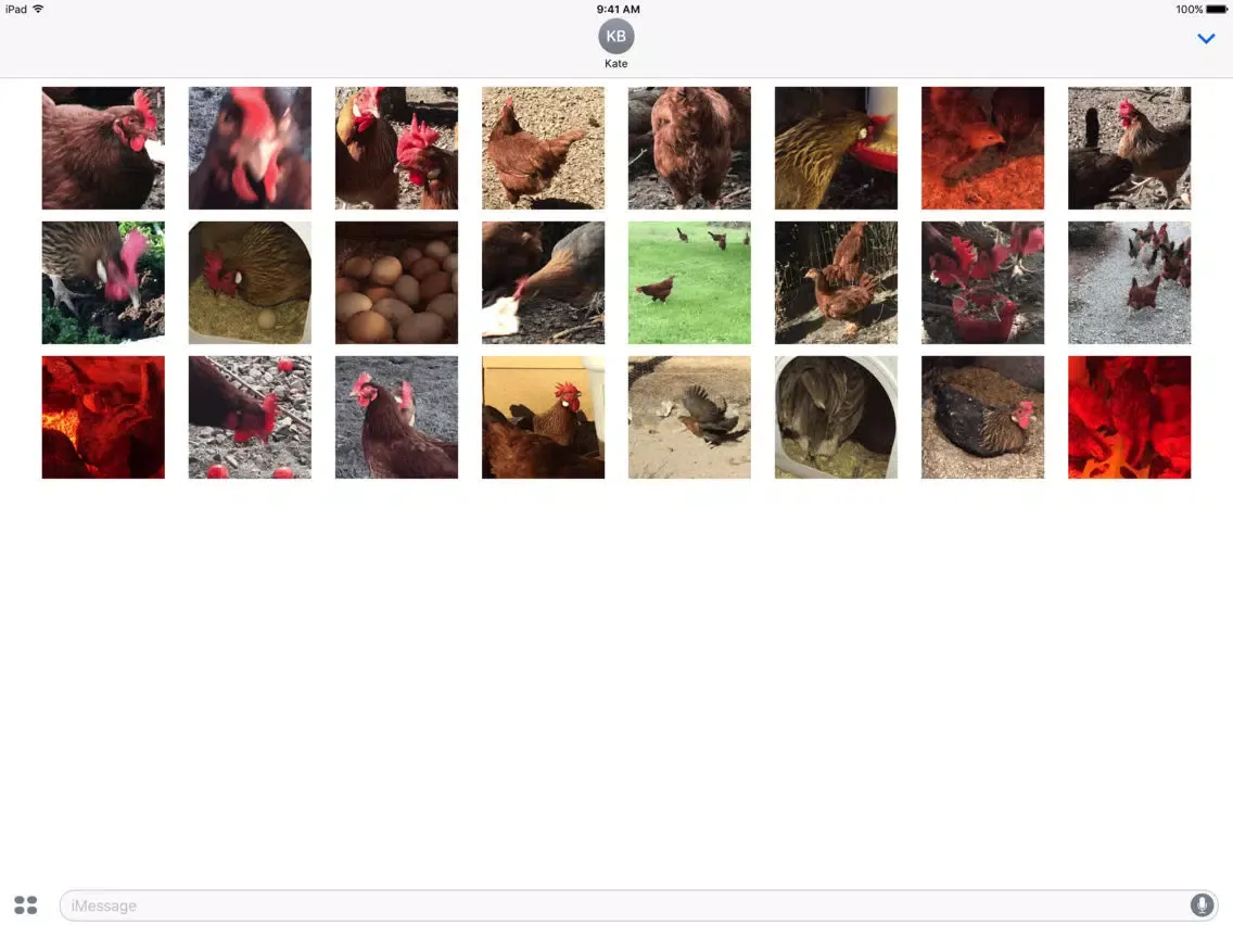 صور Chicken GIFs iPad 