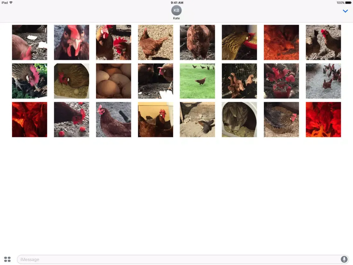 صور Chicken GIFs iPad 