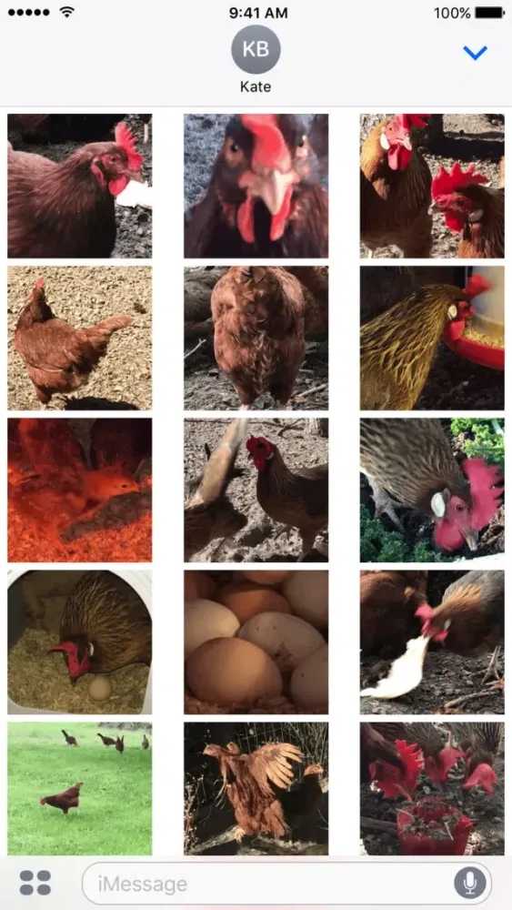 صور Chicken GIFs